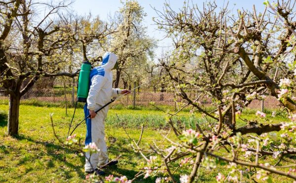 Commerce de fruits : une nouvelle limitation à connaître