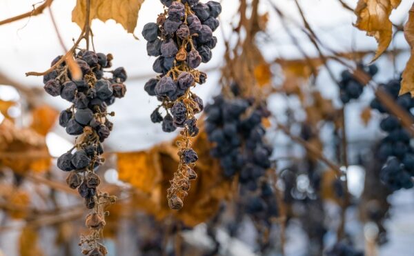 Vignes en friche : une sanction pour protéger les cultures