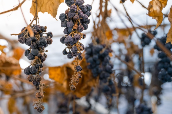Vignes en friche : une sanction pour protéger les cultures
