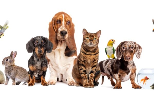 Bien-être animal : une réglementation détaillée