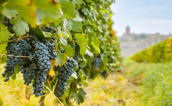 Secteur viticole : quelques nouveautés à connaître