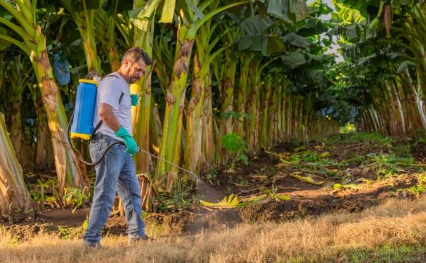 Chlordécone : un portail pour centraliser les informations et les solutions