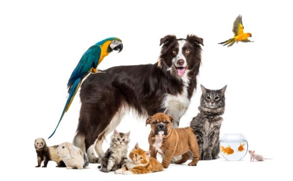 Droit des animaux : le droit français s’adapte