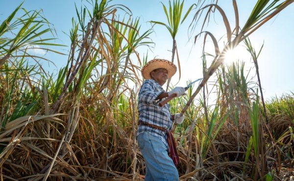 Canne à sucre : quelle enveloppe d’aides pour les récoltes 2025 ?