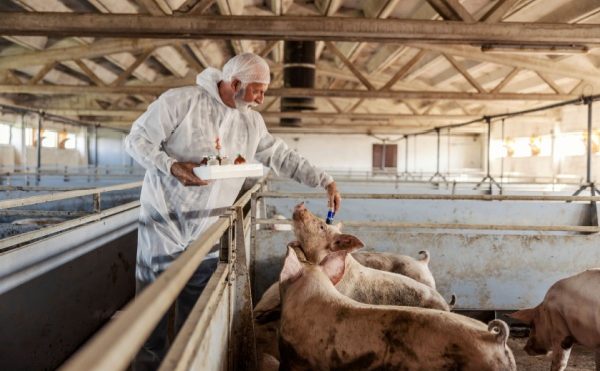 Tuberculose dans les élevages : évolution des mesures de contrôle