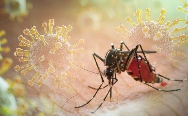 Paludisme : vigilance à Mayotte et en Corse