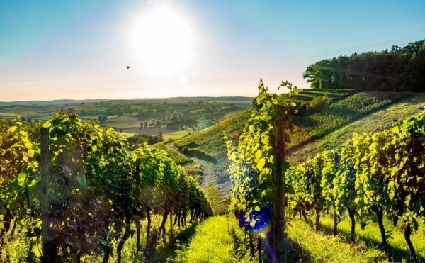 Viticulture : un sursis pour la déclaration des récoltes