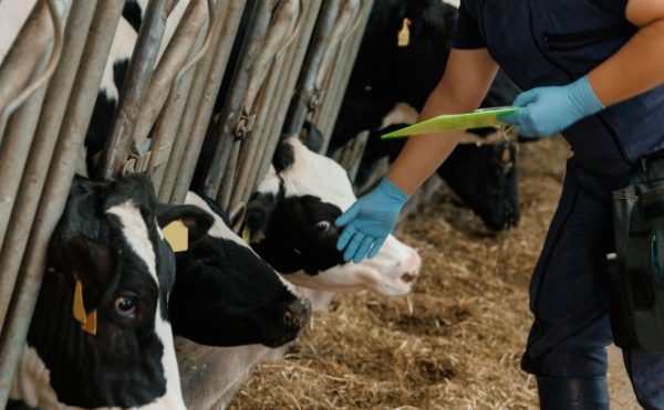 Dermatose nodulaire : des restrictions renforcées