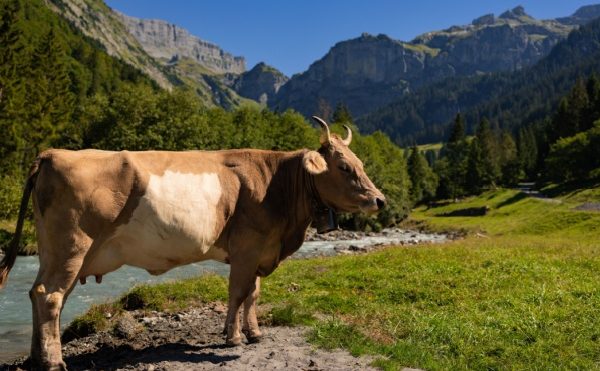 Élevage bovin en Corse : un report de l’obligation d’identification