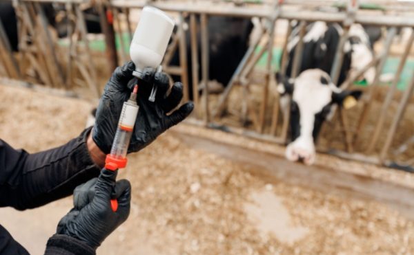 Dermatose nodulaire : nouvelle restriction de mouvements pour les animaux non-vaccinés