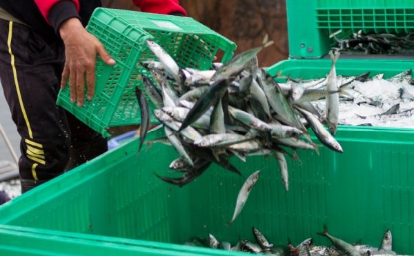 Secteur de la pêche : évolution des critères des demandes d’antériorités