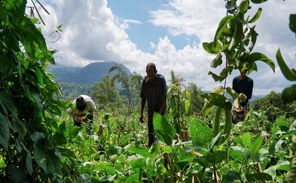 Exploitants agricoles ultramarins : évolution de l’exonération des cotisations sociales
