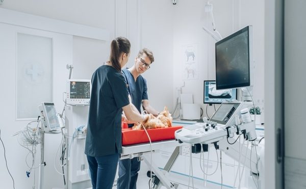 Vétérinaires : une délégation possible pour certains actes