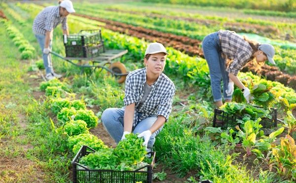 Travailleurs saisonniers agricoles : l’hébergement sous tente étendu à de nouveaux départements