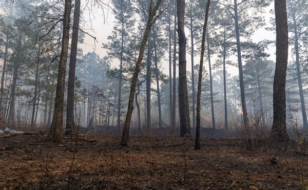 Aide au renouvellement forestier : un accès réglementé ?